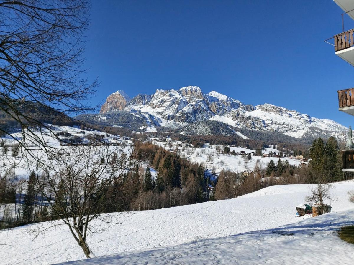 Stella Alpina *